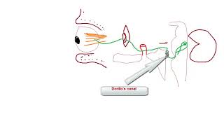 Abducens Nerve Palsy [upl. by Bilek534]