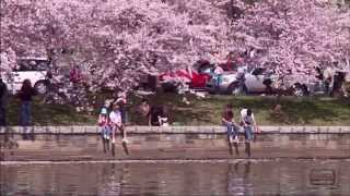 Cherry Blossom Festival in Washington DC [upl. by Murdock]