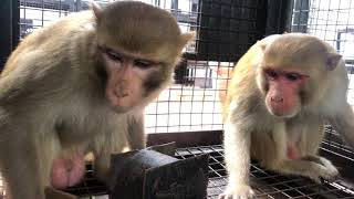 Monkey sterilization Part 1 Monkey Tranquilizing [upl. by Kcirreg]