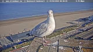 Zeemeeuw on pose voor webcam Zandvoort [upl. by Anestassia]