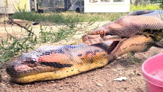 Python Anaconda FIGHT over LIVE Squirrel  Eaten by Winner [upl. by Cirred449]