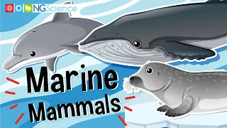 Marine Mammals [upl. by Nosrettap]