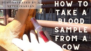 HOW TO TAKE BLOOD SAMPLES FROM A COW DEMONSTRATED BY A VETERINARIAN [upl. by Anivas]