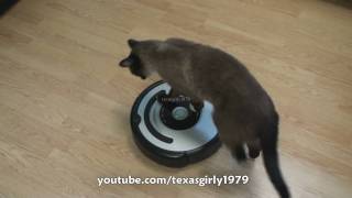 Cat shows HOW TO use iRobot Roomba Vacuum [upl. by Netsua768]