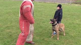 personal  family protection dog training [upl. by Sille]