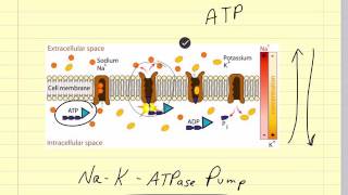 Pharmacokinetics and Drug Absorption Veterinary Pharmacology [upl. by Sabra]