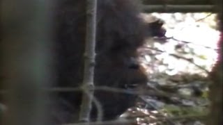 Bigfoot Evidence and Footage Analysis [upl. by Clementina]