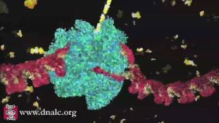 DNA Transcription Basic [upl. by Emalee571]