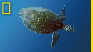 Sea Turtles 101  National Geographic [upl. by Sarad181]