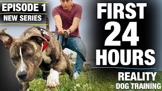 NEW SERIESThe FIRST 24 HOURS with a TOTALLY UNTRAINED Pit Bull Reality Dog Training Episode 1 [upl. by Ynaffit]