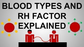 Blood Types and Rh Factor Explained [upl. by Sinned]