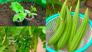 How To Grow Organic Ridge Gourd In Grow Bag Or Pot At Home GardenComplete Tutorial On Ridge Gourd [upl. by Leifeste]