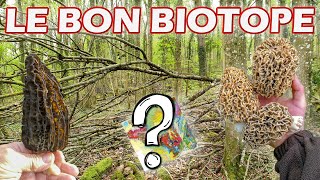 Où trouver des morilles  Mes astuces concernant le biotope [upl. by Assirrac641]