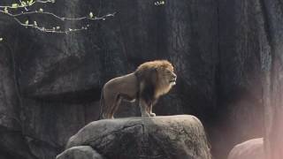 Epic Lion Roar at Lincoln Park Zoo [upl. by Fang]