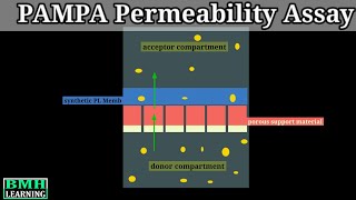 PAMPA Permeability Assay  Permeability Measurement In Caco 2 Cells [upl. by Barton]