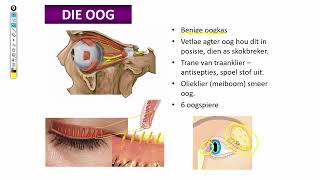 Lewenswetenskappe GR12 Die Menslike Oog Deel1 [upl. by Acassej]