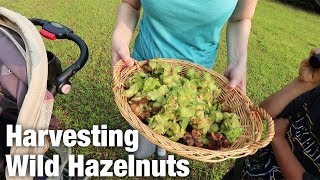 Harvesting Wild Hazelnuts Ep 32 [upl. by Josee192]