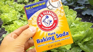 10 Amazing Uses of Baking Soda in the Garden [upl. by Fairfield693]