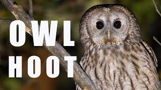 Tawny OWL call at night bird sounds and noises [upl. by Tteltrab]