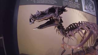 Dracorex hogwartsia at The Childrens Museum [upl. by Aihseit]