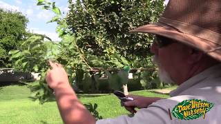 Pruning Fruit Trees 2015 [upl. by Getter571]