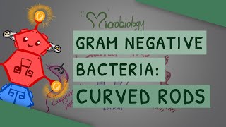 Gram Negative Bacteria Curved Rods Campylobacter jejuni Vibrio amp Helicobacter pylori [upl. by Howland]