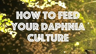 How To Feed Your Daphnia Culture [upl. by Milah]