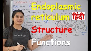 Endoplasmic reticulum in Hindi  Structure  Functions  Cell Organelles [upl. by Ahcropal311]