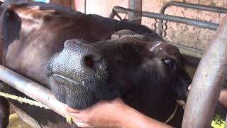 Deworming in Dairy Cattle [upl. by Tattan]