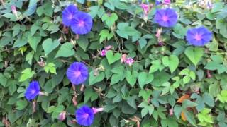 Ipomoea indica  Blue Dawn Flower Morning Glory [upl. by Rrats130]