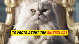 10 facts about The Shirazi cat [upl. by Palgrave]