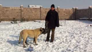 Armenian Wolfhound  Gampr Հայկական Գելխեխտ  Գամփռ Армянский Волкодав  Гампр Хатико  ХаЧико [upl. by Py412]