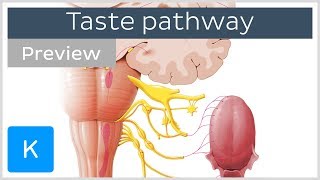 Taste pathway steps and diagram preview  Human Neuroanatomy  Kenhub [upl. by Nylimaj658]