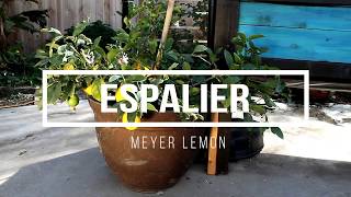 Meyer Lemon Espalier [upl. by Westley780]