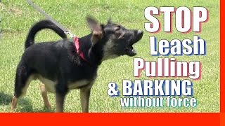 How to Train your Dog to Stop Pulling on Leash Without Force and Without Treats Zeus the GSD [upl. by Howlyn]