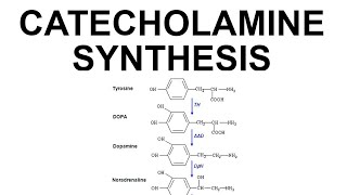 Catecholamine Synthesis [upl. by Cassi]