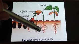 Epigeal and Hypogeal Germination [upl. by Marybeth]