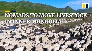 How China’s nomadic herdsmen move their livestock in summer [upl. by Inverson]