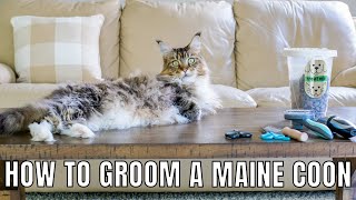 How to GROOM a Maine Coon [upl. by Ramyaj456]