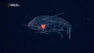 Creatures of the Deep Ocean National Geographic Documentary [upl. by Tammie848]