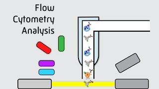 Flow Cytometry Analysis [upl. by Ettigdirb]