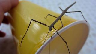 Local Wildlife  Phasmatodea quotCommon Stick Bugquot [upl. by Azal]