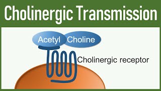 Cholinergic Transmission  Autonomic nervous system [upl. by Nanis205]