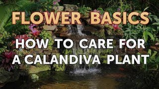 How to Care for a Calandiva Plant [upl. by Eihtur]