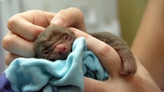 Worlds Cutest Baby Animals  BBC Earth [upl. by Otti]