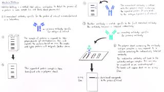 Western Blotting [upl. by Himelman]