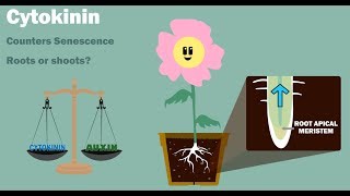 PLANT HORMONES  Auxin Gibberellin Cytokinin Ethylene Abscisic Acid [upl. by Colpin990]