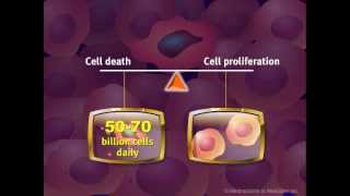 Introduction to Cancer Biology Part 2 Loss of Apoptosis [upl. by Helman656]