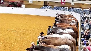 APPALOOSA YOUTH NATIONALS  OKLAHOMA CITY [upl. by Ennej]