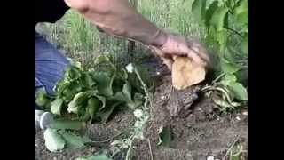 Growing Hazel Nut  Filbert Trees Planting Picking Propagation Layering Ordering Seedlings [upl. by Nnednarb]